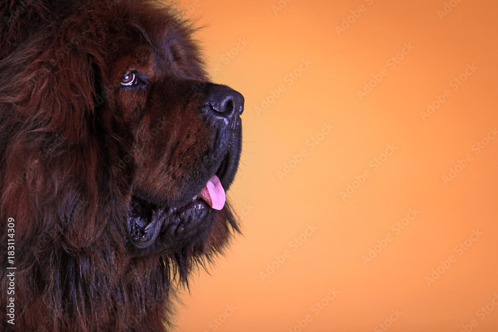 Fototapeta premium Tibetan Mastiff dog in studio quality