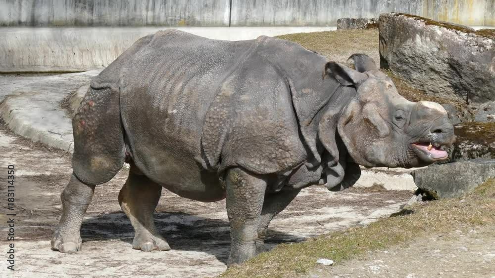 Indisches Panzernashorn - Rhinozeros - Nashorn Indisches Panzernashorn - Rhinozeros - Nashorn