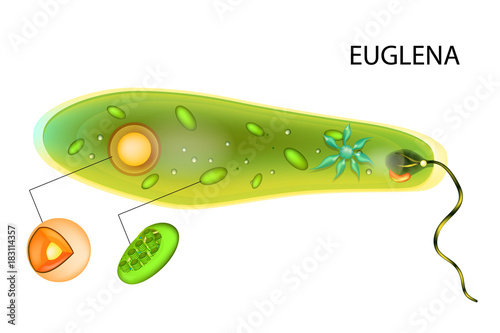 Euglena verde. Vector euglena structure