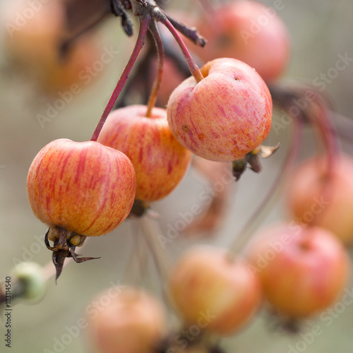 ripe beautiful yellow-red apples on a branch photo