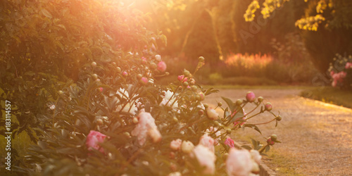 Fotografija summer blooming park with lush peonies in the rays of the sun