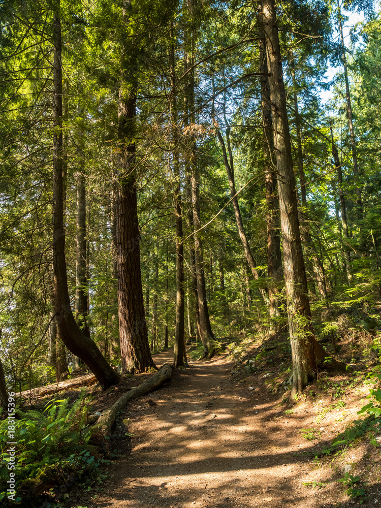 Obraz premium rough path deep in the forest under the sun