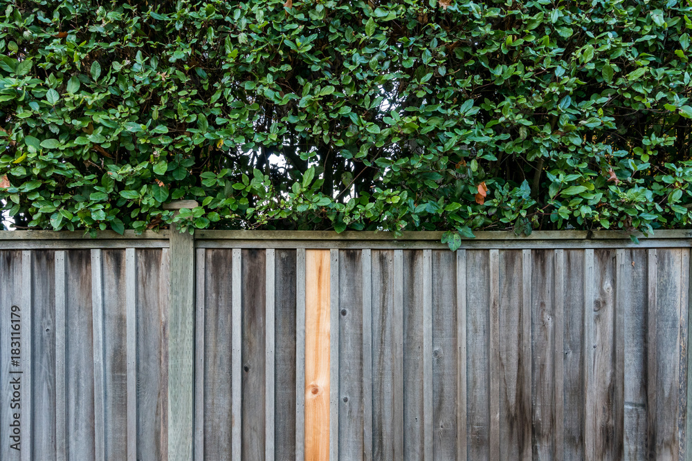 wooden fence with green bush on top texture background wooden fence with green bush on top texture background