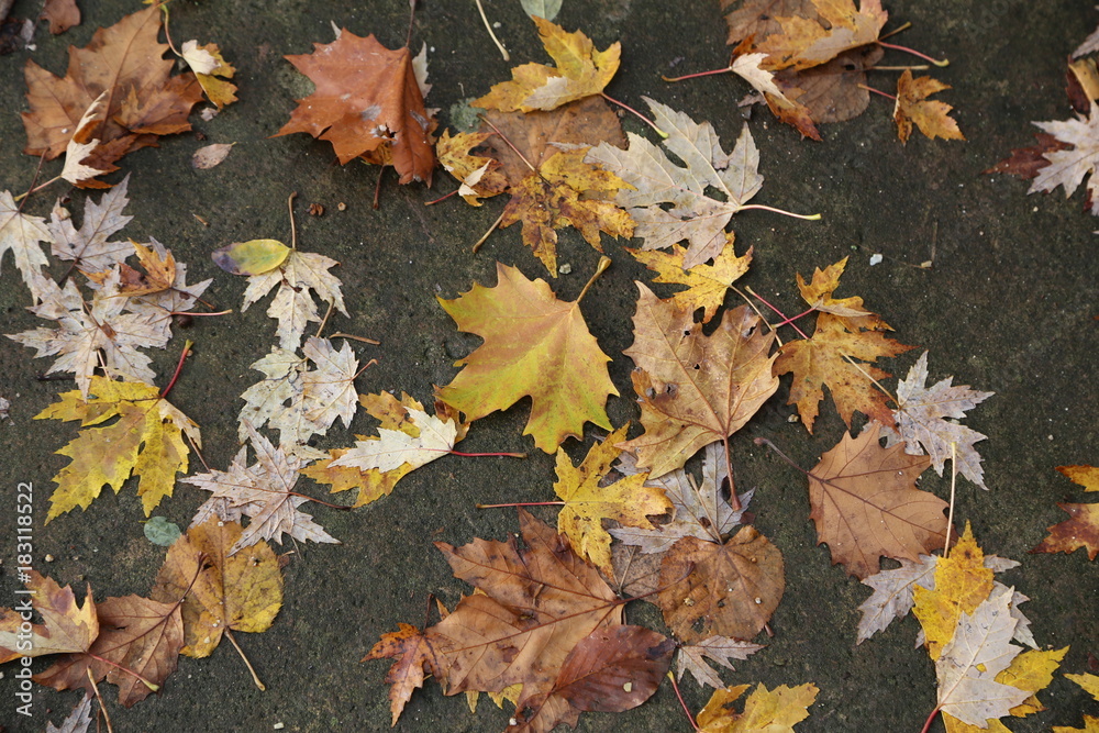 Autumn leaves lie on the asphalt Autumn leaves lie on the asphalt