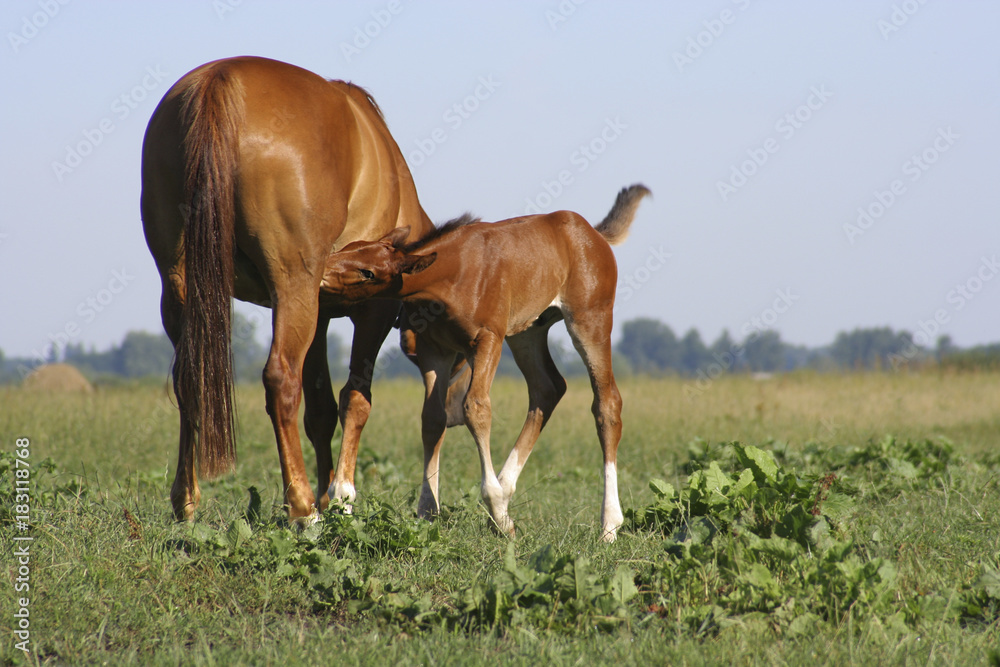 Obraz premium foal sucks milk