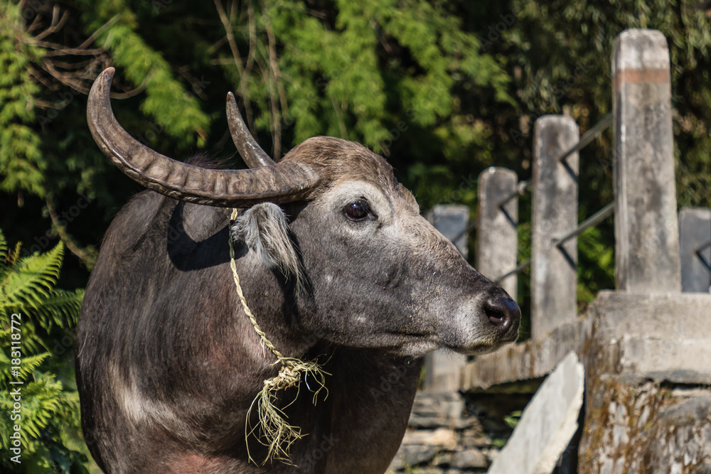 cow in annapurna circuit cow in annapurna circuit