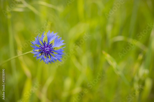 Blue cornflower with bokeh