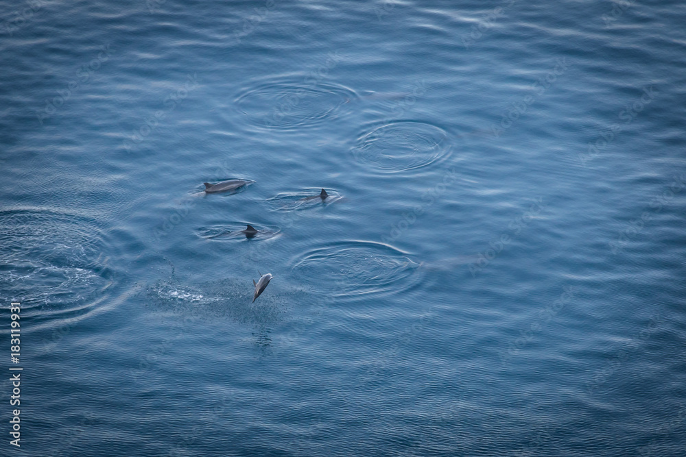 Dolphins jumping at Baia dos Golfinhos (Dolphins Bay) - Fernando de Noronha, Pernambuco, Brazil