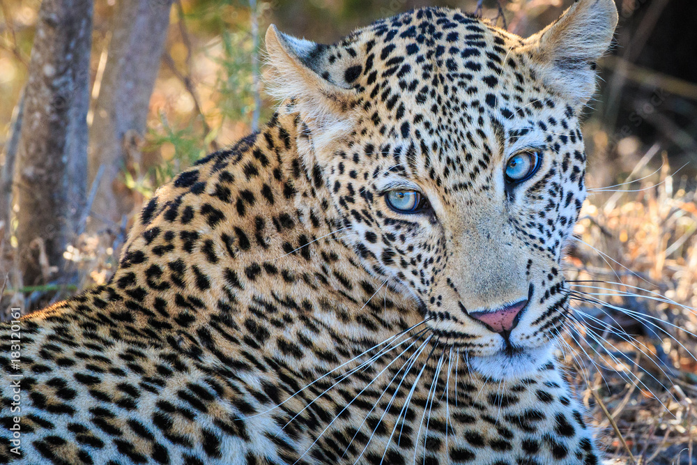 Young Male Leopard Young Male Leopard