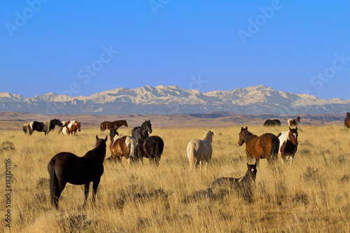 Vigilant stallion watches his wild herd of horses in Wyoming photo