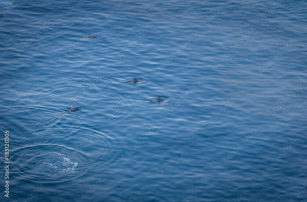 Dolphins at Baia dos Golfinhos (Dolphins Bay) - Fernando de Noronha, Pernambuco, Brazil