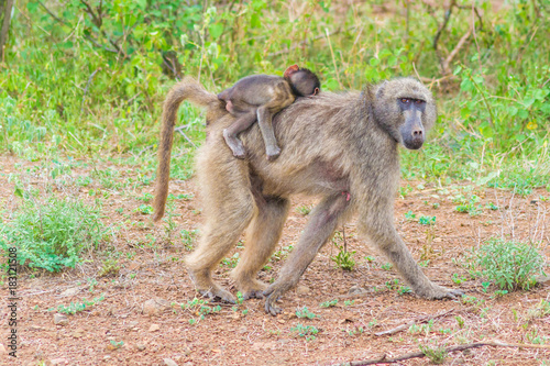 singe