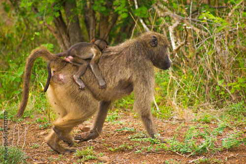 singe