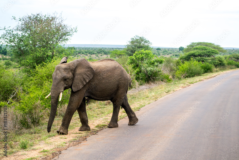 Obraz premium éléphant