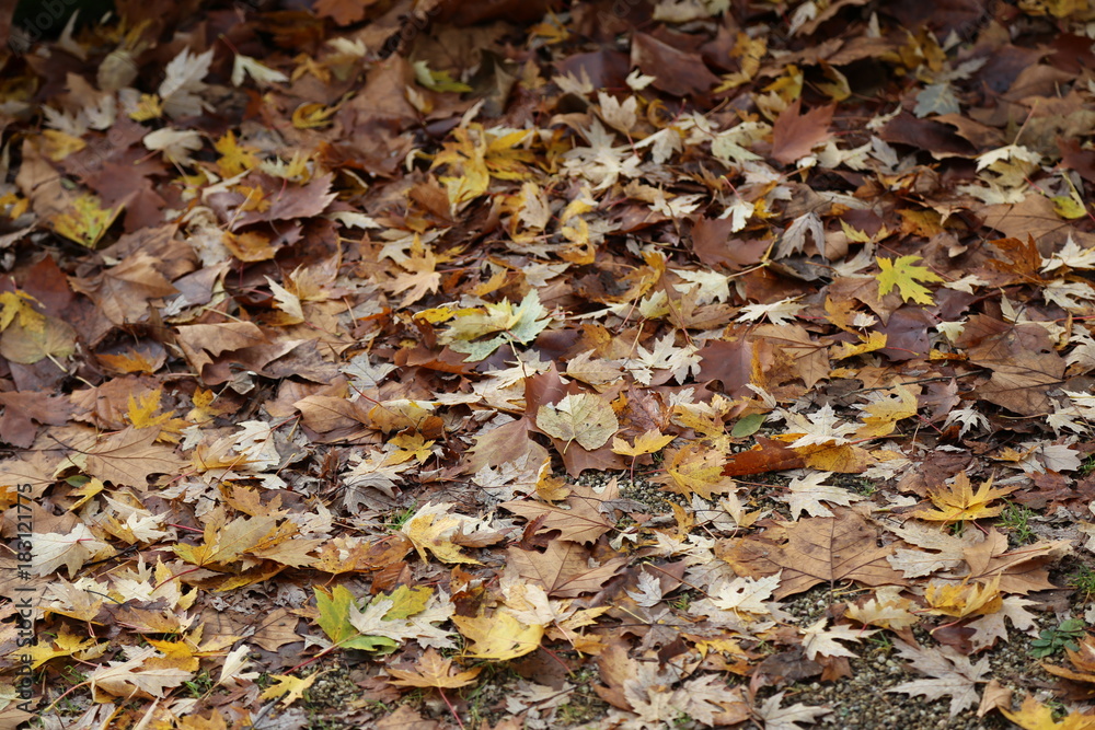 Autumn leaves lie on the asphalt Autumn leaves lie on the asphalt