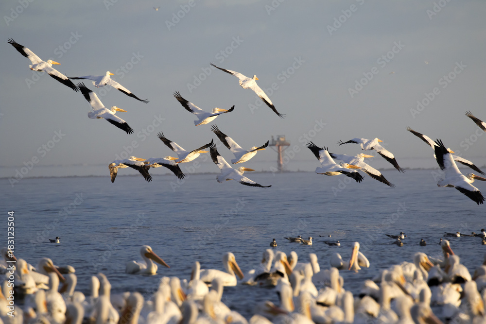 Flying pelican flock