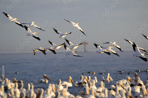 Flying pelican flock © Natalia Kuzmina
