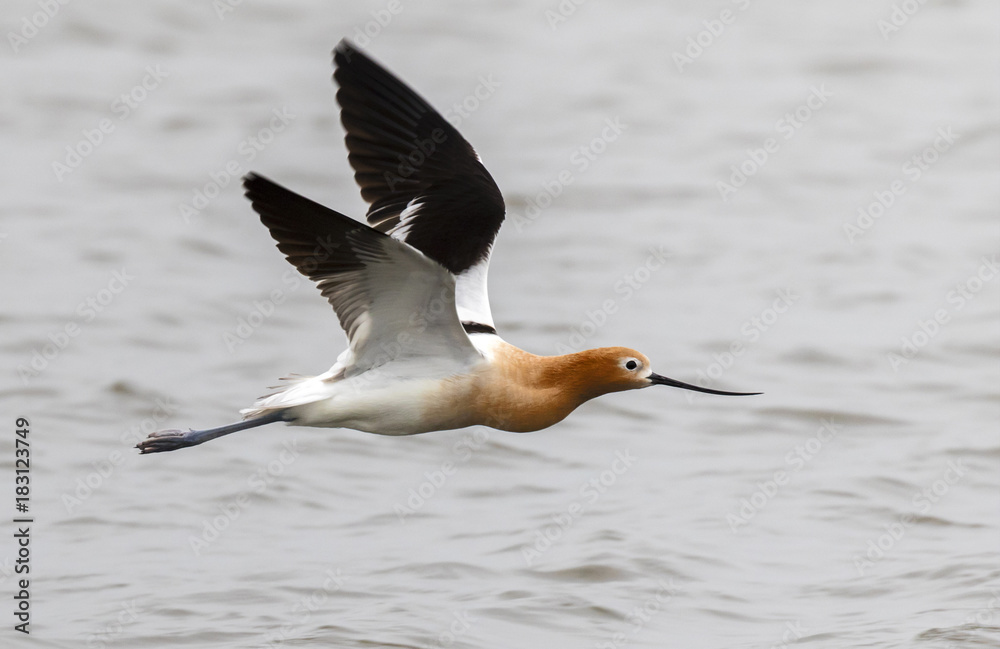 The American avocet flying The American avocet flying
