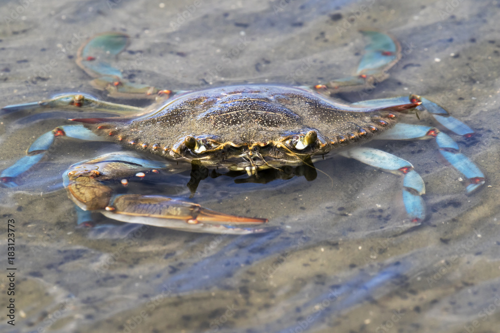 Atlantic Blue Crab 