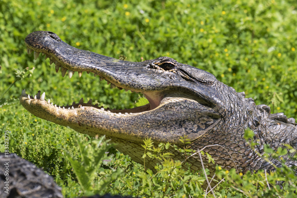 Fototapeta premium alligator with open mouth at Brazos Bend State Park