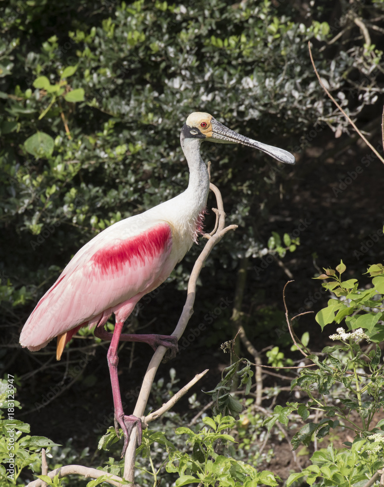 Naklejka premium Spoonbill near by its nest