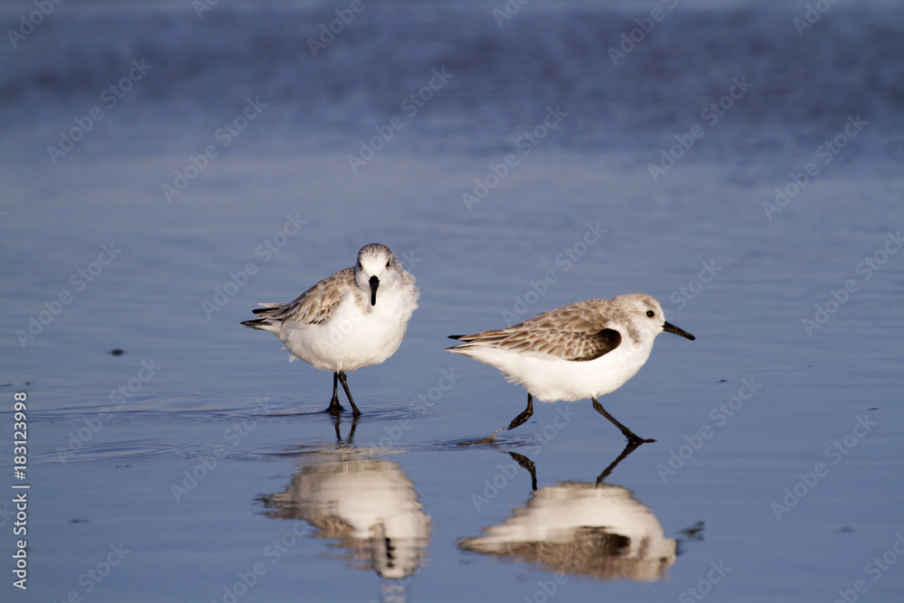 Two Sanderlings With Reflection In Water Two Sanderlings With Reflection In Water