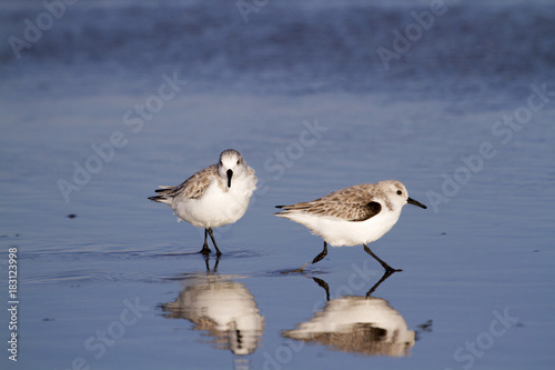 Two Sanderlings With Reflection In Water