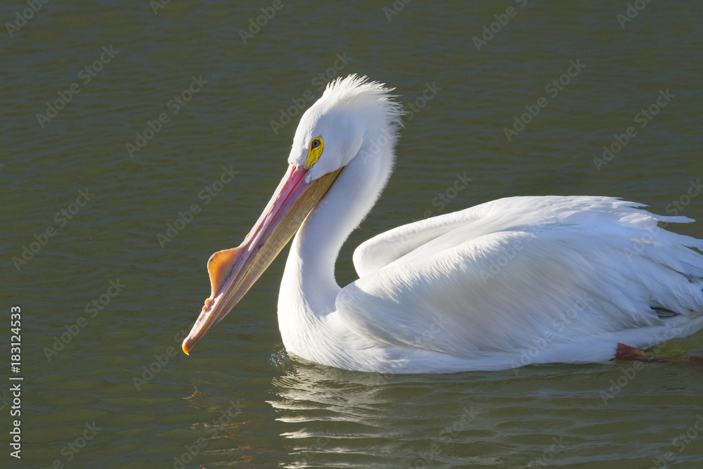 American white pelican at Galveston Bay Close Up American white pelican at Galveston Bay Close Up