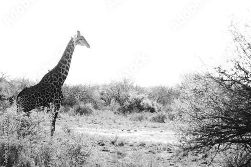 girafe