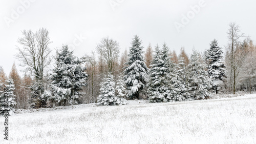 some pine under snow © Alec
