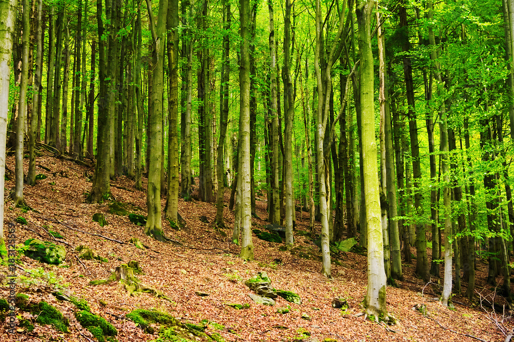 Beech forest in the Owl Mountains Landscape Park, Sudetes, Poland. Beech Fagion sylvaticae trees growing in deciduous woodland.