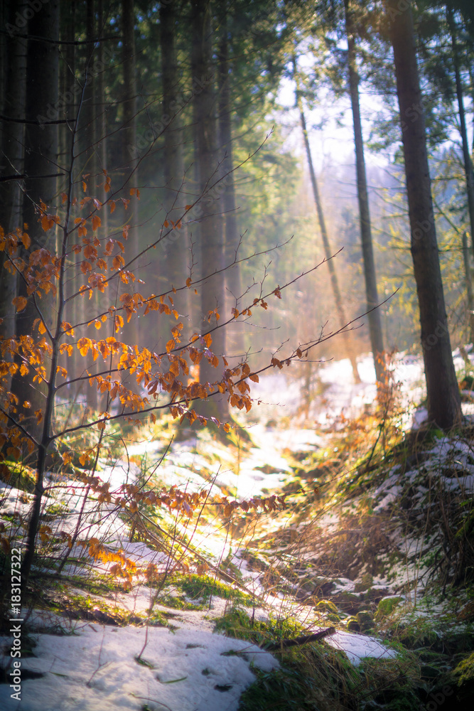 Obraz premium Herbstsonne