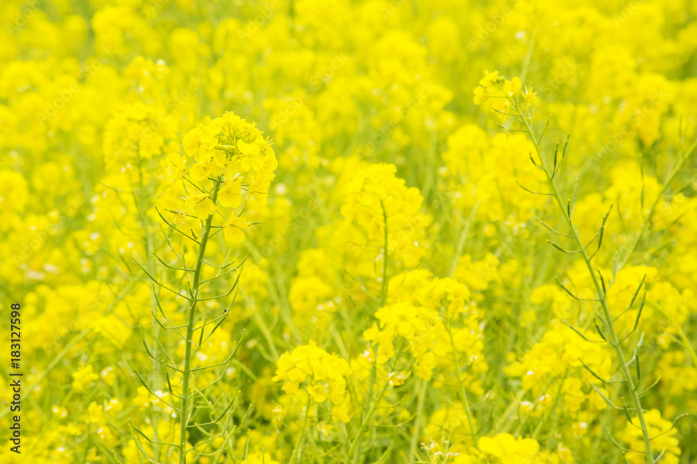 浜離宮恩賜庭園　菜の花畑