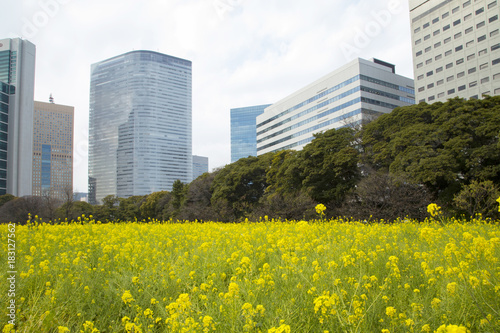 浜離宮恩賜庭園 菜の花畑