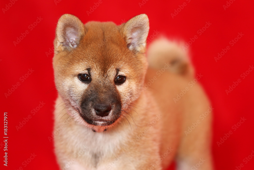 Shiba inu pup closeup against red colored background