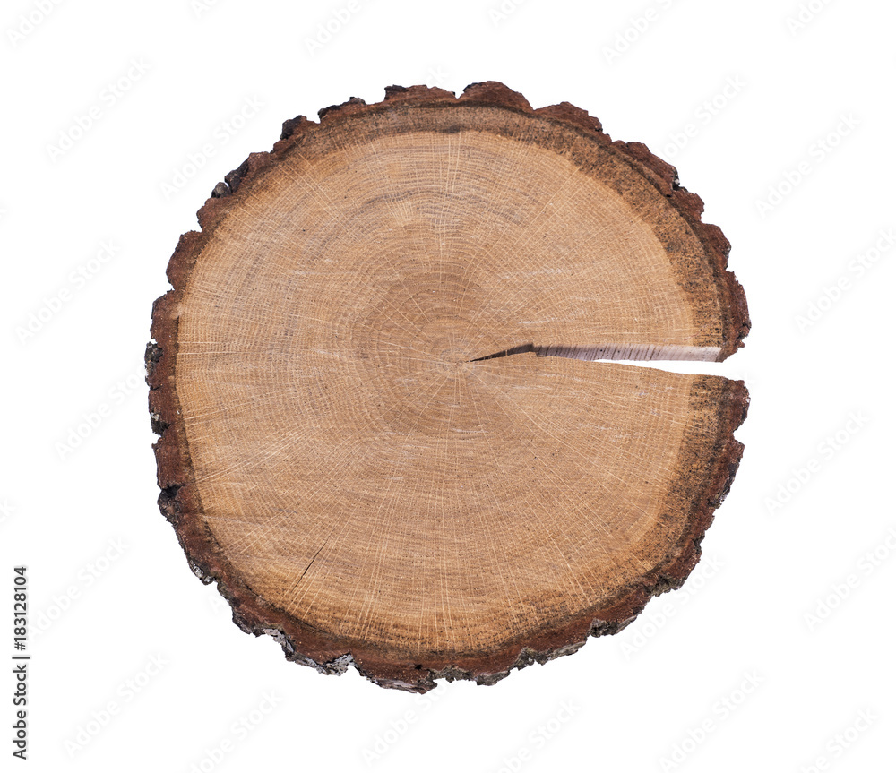 cut tree trunk isolated on white background cut tree trunk isolated on white background