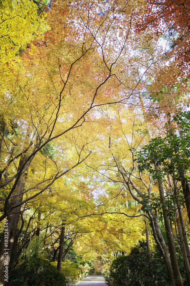 Yellow, orange and red leaves of Japanese maple trees along a path to Ryoanji temple in Kyoto, Japan Yellow, orange and red leaves of Japanese maple trees along a path to Ryoanji temple in Kyoto, Japan
