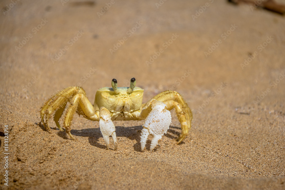 Yellow Crab (Johngarthia lagostoma or Gecarcinus lagostoma) at Praia do Sancho Beach - Fernando de Noronha, Pernambuco, Brazil Yellow Crab (Johngarthia lagostoma or Gecarcinus lagostoma) at Praia do Sancho Beach - Fernando de Noronha, Pernambuco, Brazil