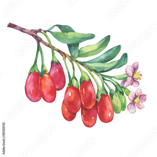 Photos Branch of goji plant with red berries, flowers and leaves
