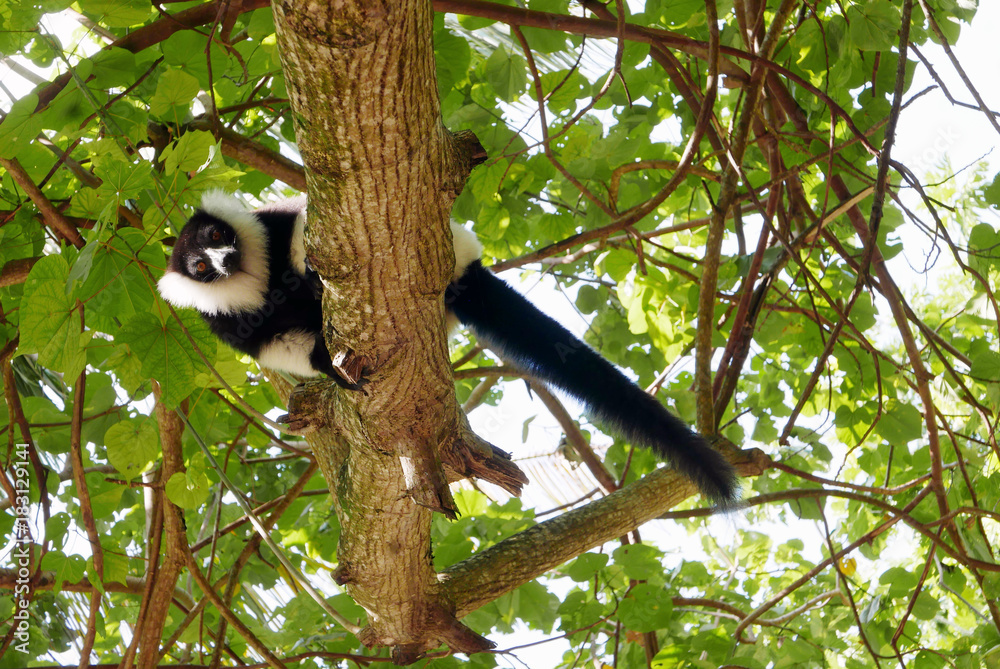 Obraz premium Indri indri.