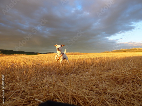 Perro  Jack Russell en campo de trigo de España