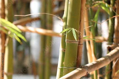 Fototapeta Naklejka Na Ścianę i Meble -  Bamboo Green Trunk and  shining in the morning, freshness in nature background