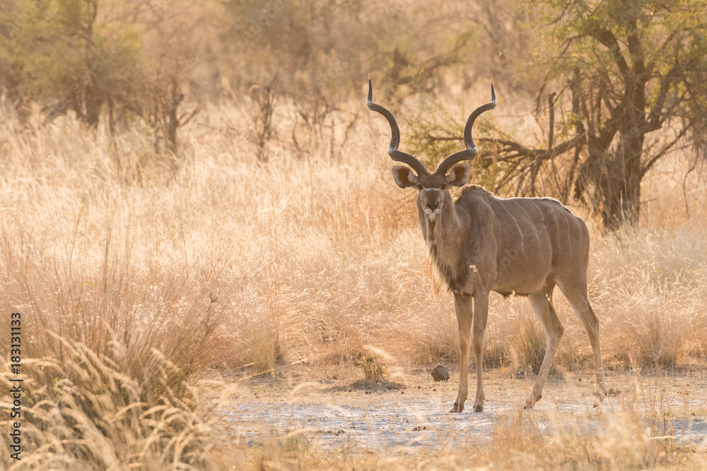 Obraz Male Greater Kudu full body standing