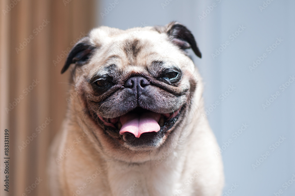 Pug looking at camera tilted head laughing