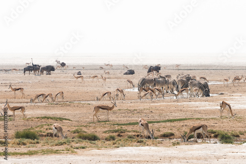 Namibia waterhole large animal gathering