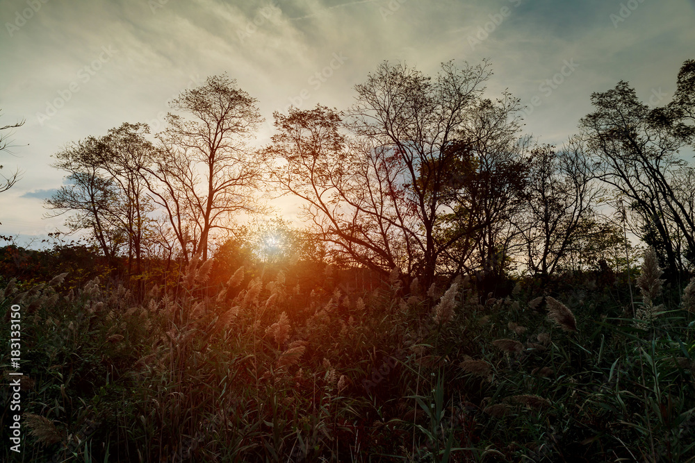 Wildflowers at sunset on the meadow Wildflowers at sunset on the meadow