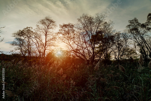 Wildflowers at sunset on the meadow