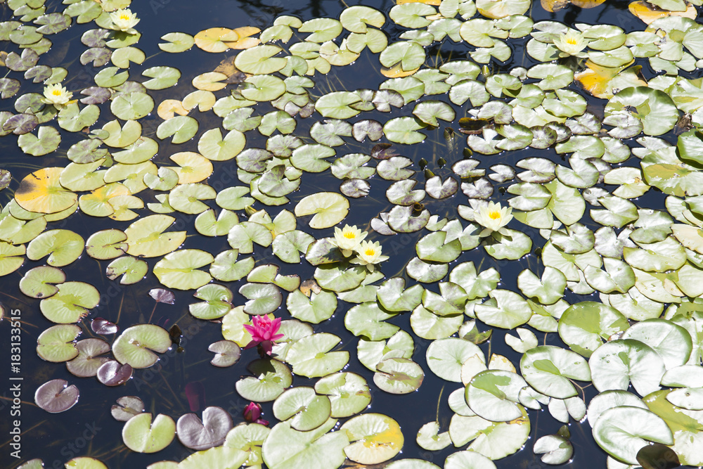 Water-lilies in a pond Water-lilies in a pond