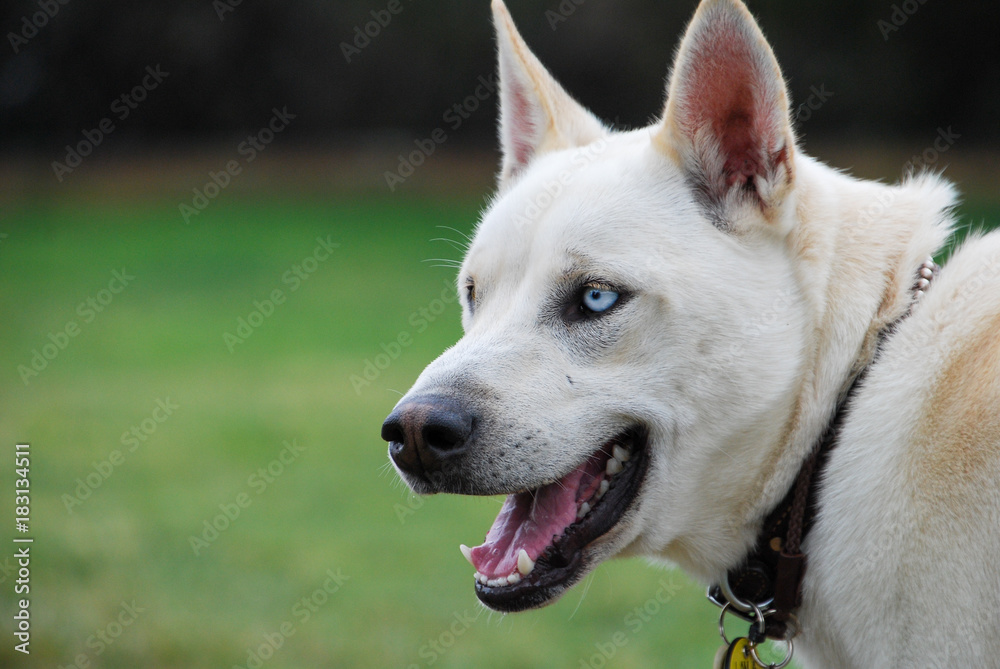 Outdoor portrait of a blue eyed mix breed white dog.