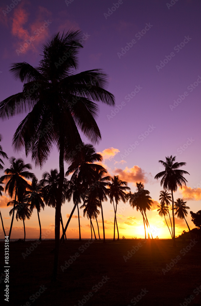 Caribbean Palm Tree Sunset, Antigua Caribbean Palm Tree Sunset, Antigua